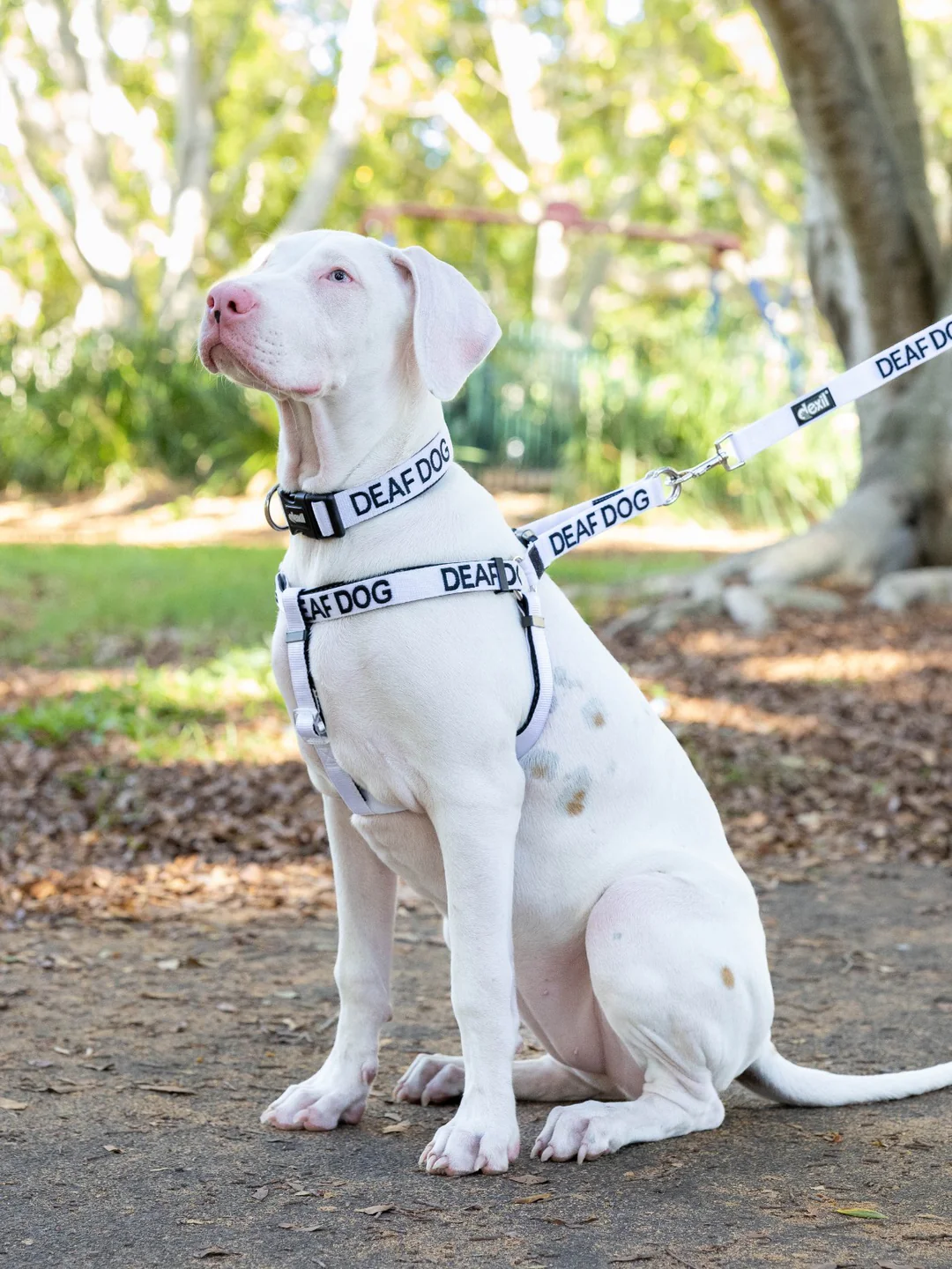 Speak For Your Dog Instantly
